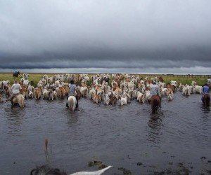 Puerto Gaitan Cattle Herd Source  puertogaitan meta gov co