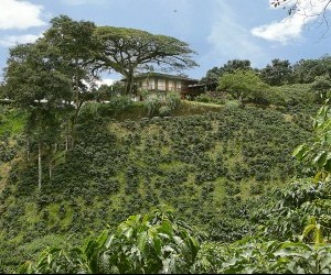 coffee landscape Source: flickr.com by Triangulo del Cafe